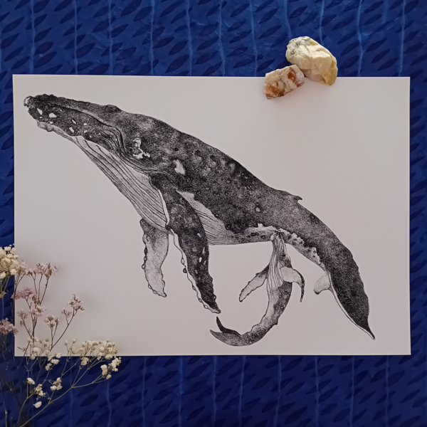 A3 print, whale wall art, giclée print.
