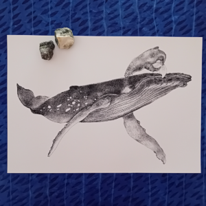 Whale A3 print, realistic drawing.