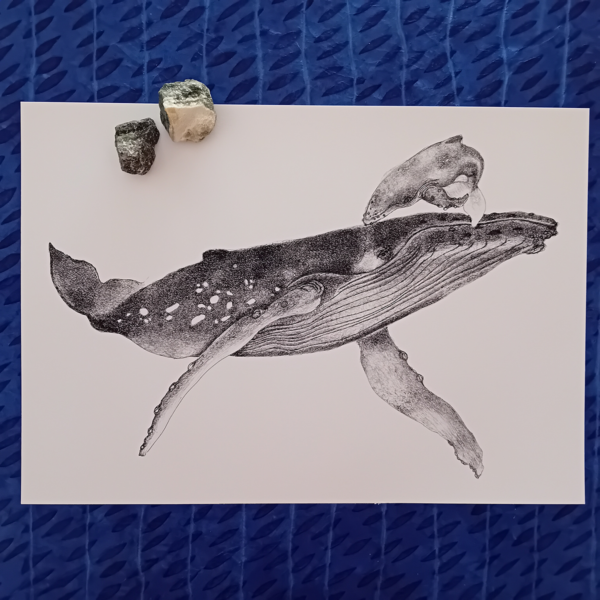 Whale A3 print, realistic drawing.
