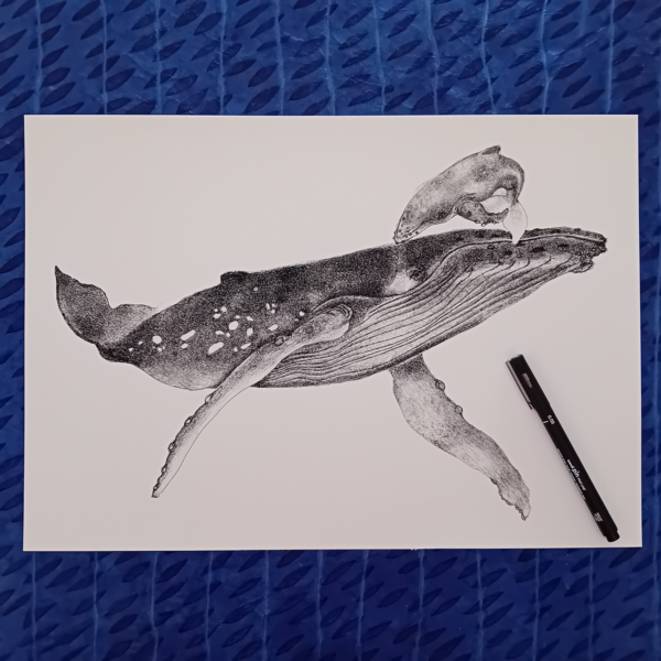 Whale A3 print, realistic drawing. - Image 2