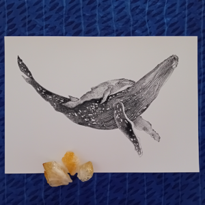 A3 print, whale art, black and white.