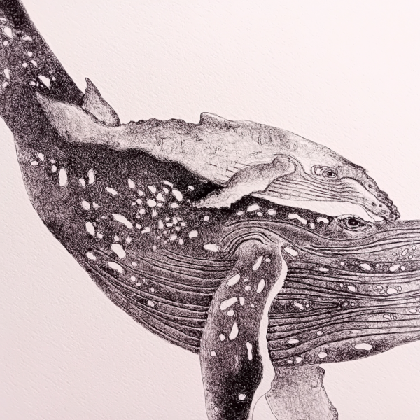A3 print, whale art, black and white. - Image 3