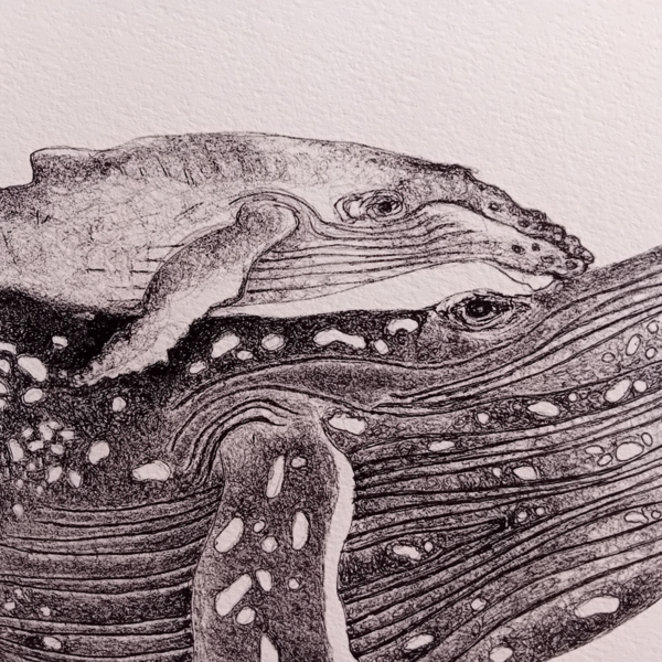 A3 print, whale art, black and white. - Image 6