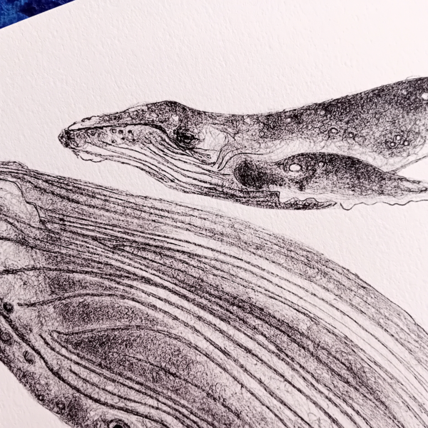 Whale with calf print. - Image 4