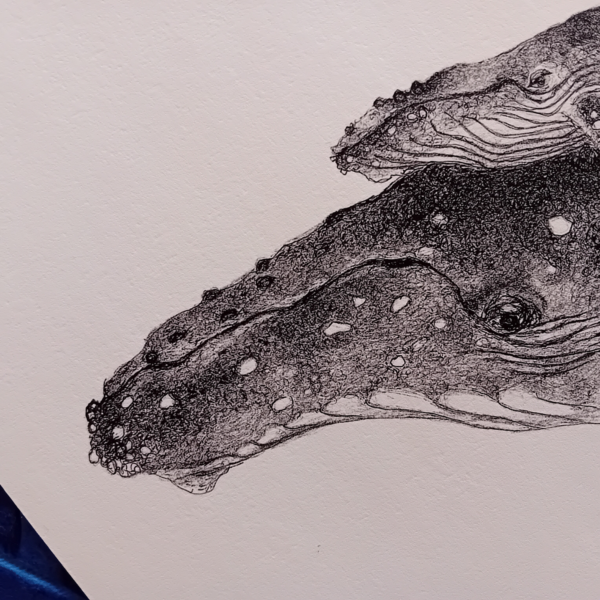 A3 print, whale art, giclée print. - Image 4