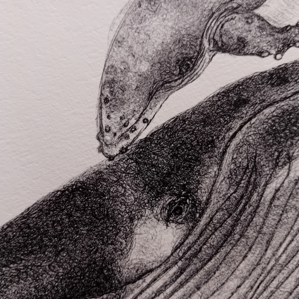 Whale A3 print, realistic drawing. - Image 3