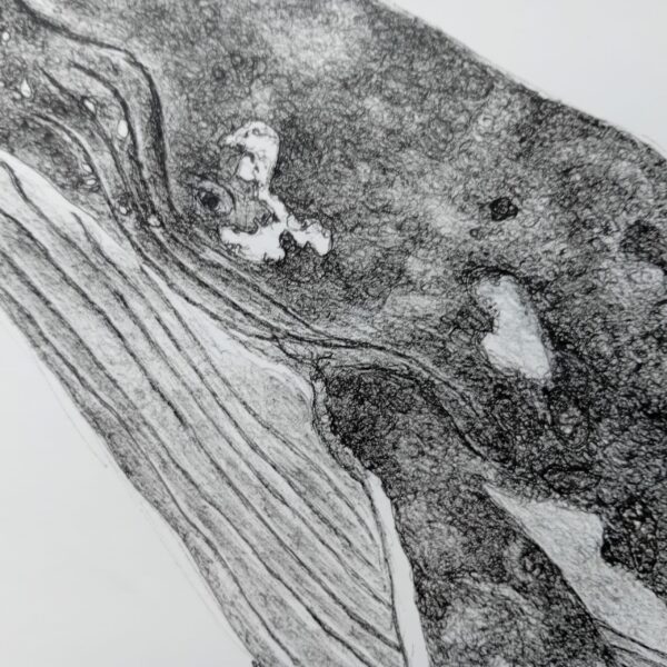 Unique wall art, whale drawing realistic. - Image 9