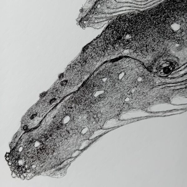 Original drawing, whale art. - Image 8